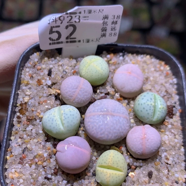 精品生石花923.52