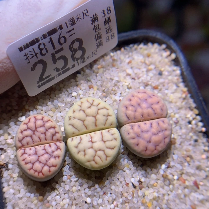 精品生石花816.258