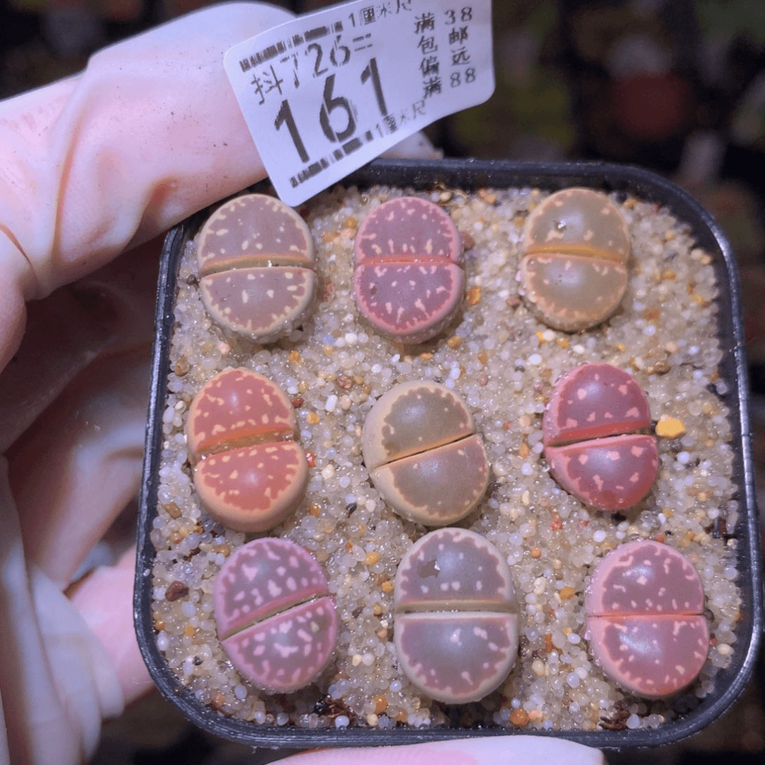 精品生石花726.161