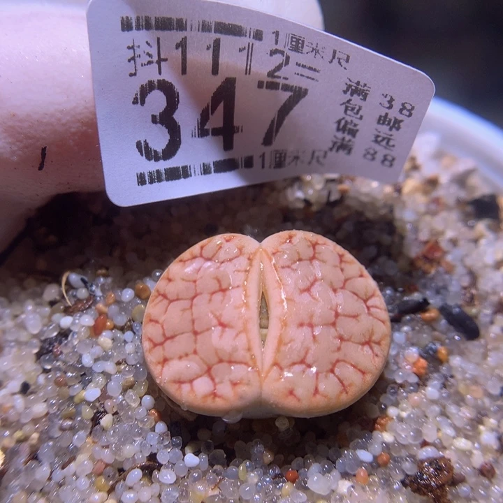 精品生石花1112.347