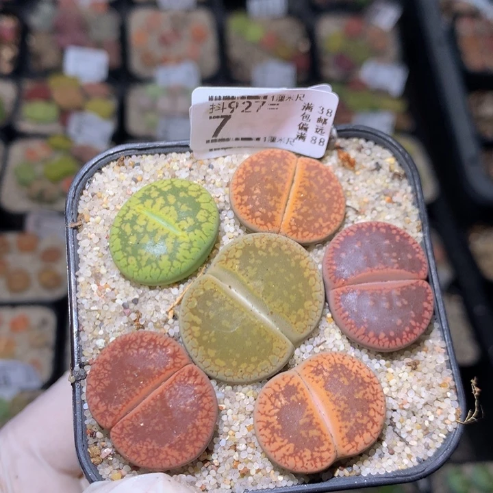 精品生石花927.7