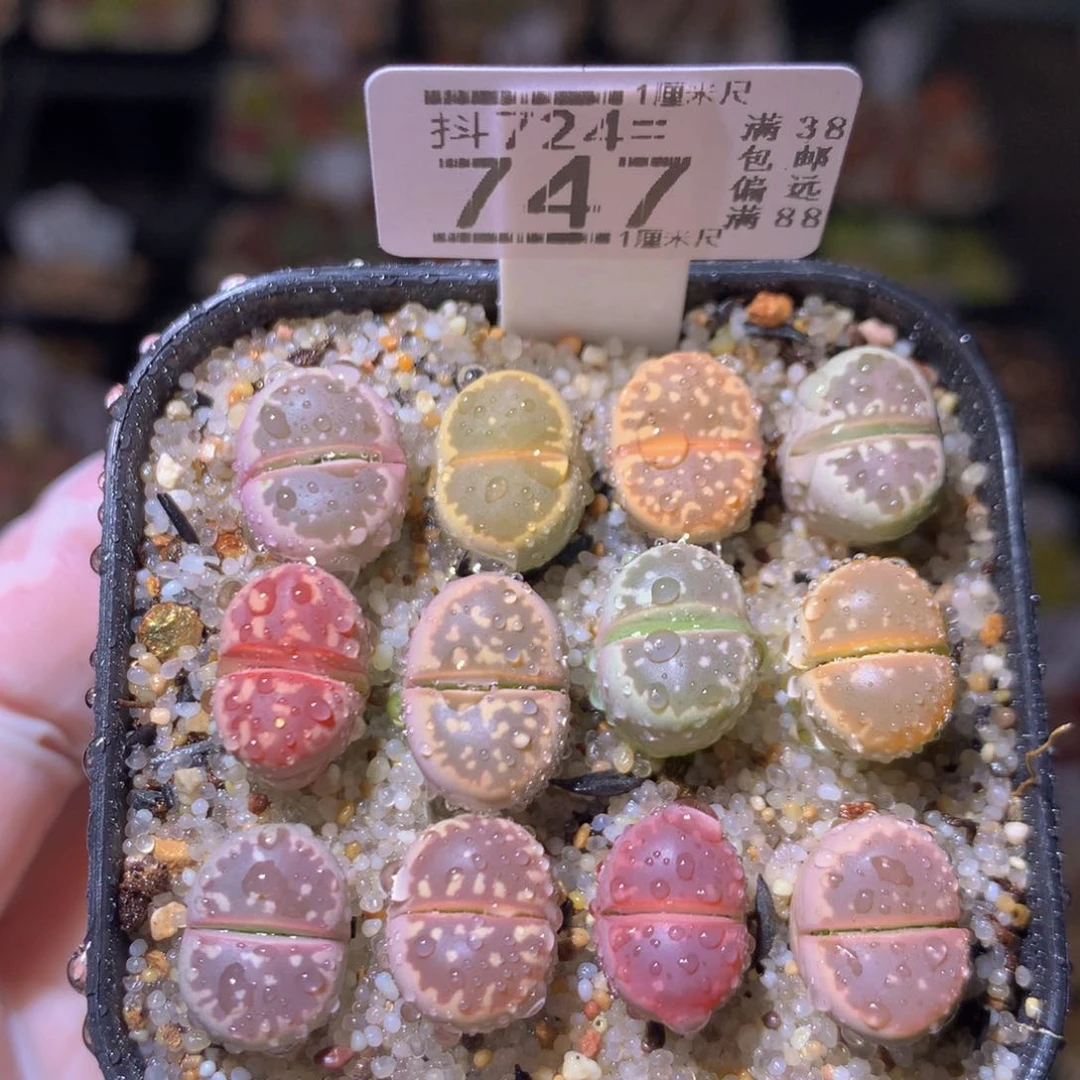 绝绝子生石花724.747