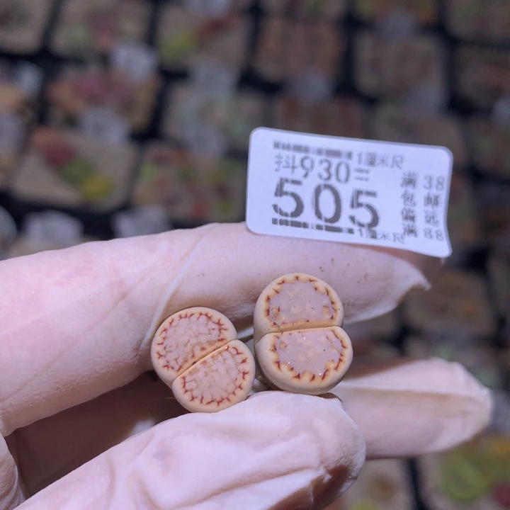 周*一精品生石花930.505