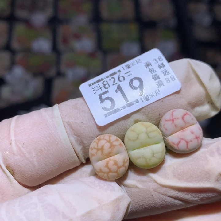精品生石花826.519女娲石