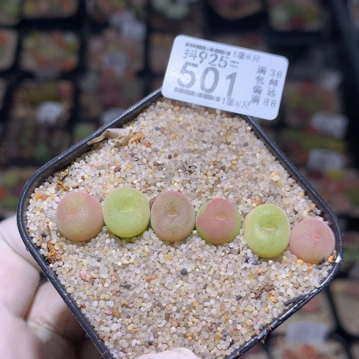 精品生石花925.501