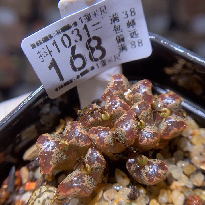 精品生石花1031.168