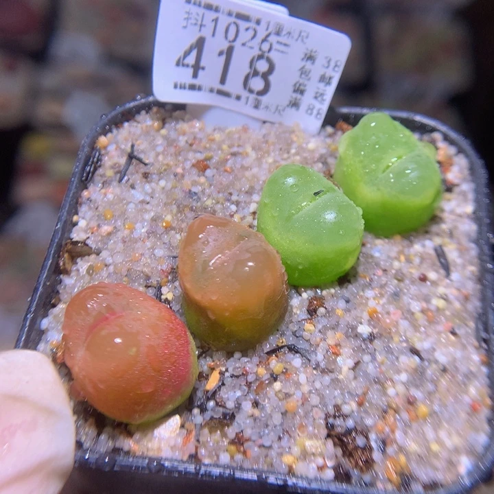 精品生石花1026.418