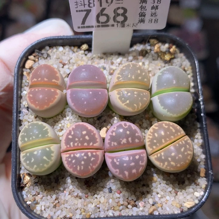 绝绝子生石花819.768