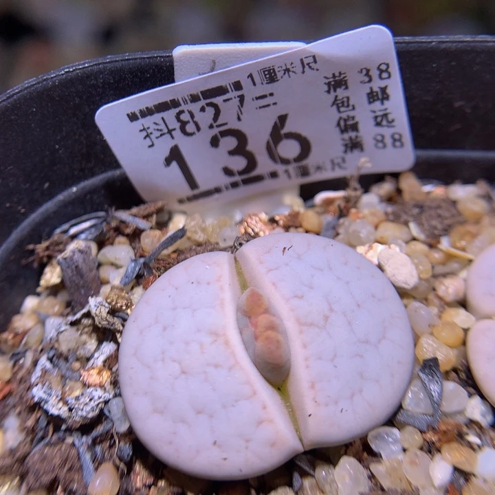 精品生石花827.136