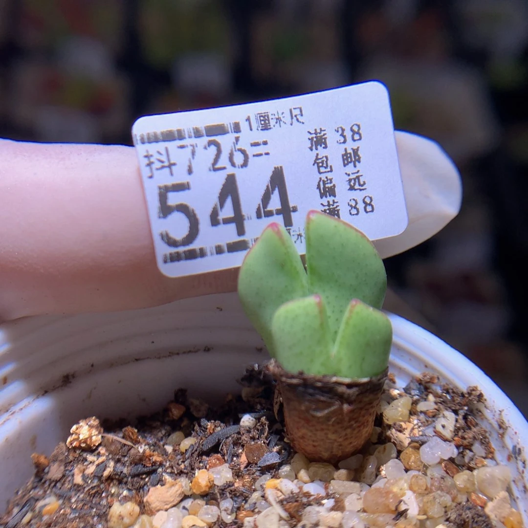 精品生石花726.544