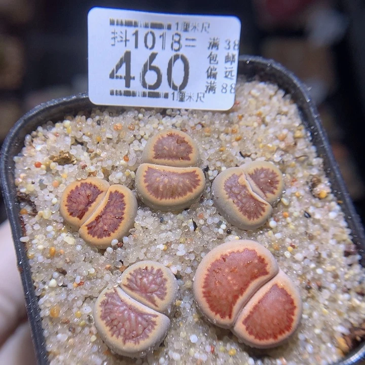 精品生石花1018.460