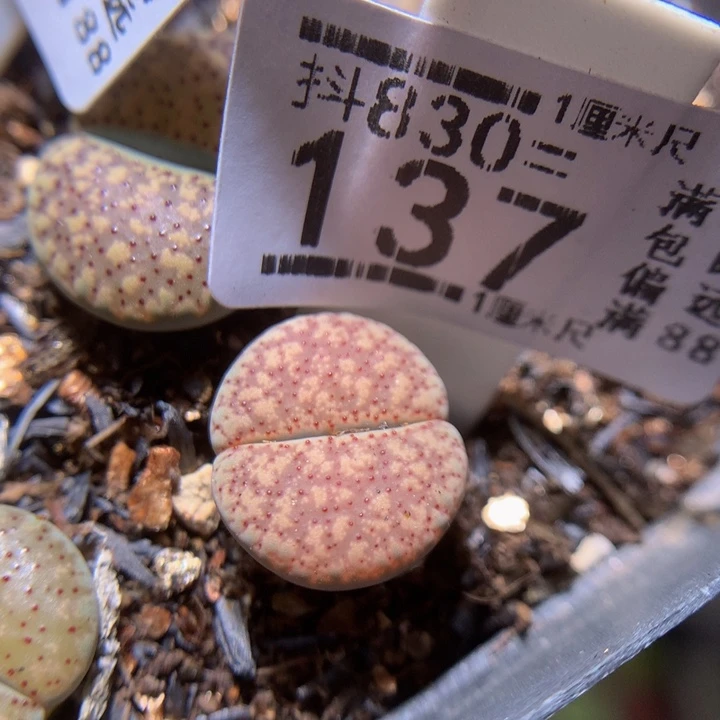精品生石花830.137