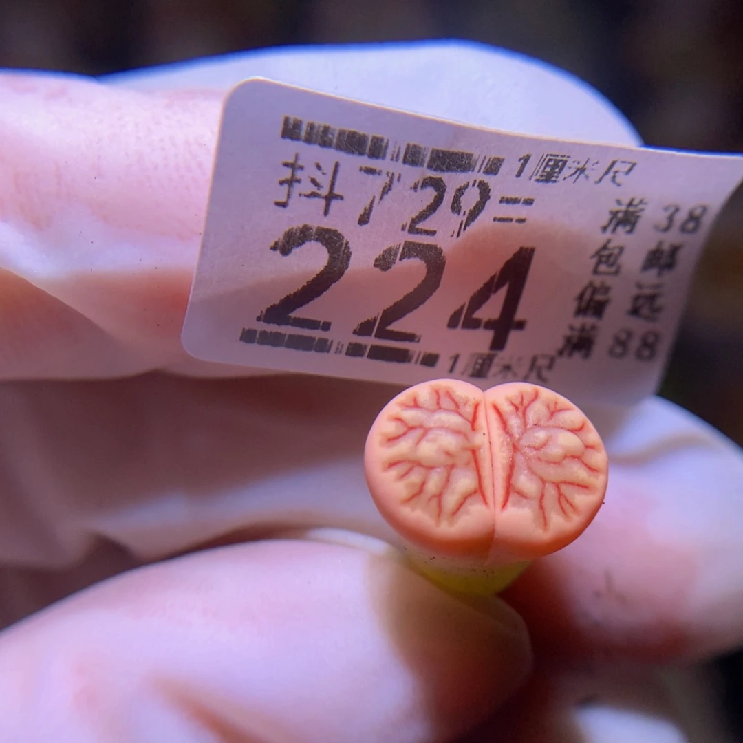 精品生石花多肉729.224