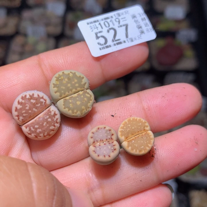 千**火精品生石花1019.527