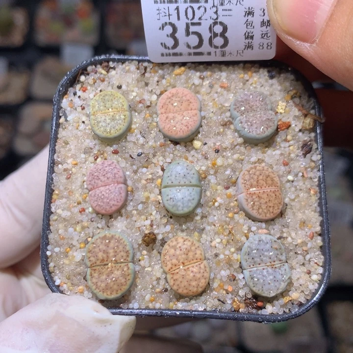 精品生石花1023.358