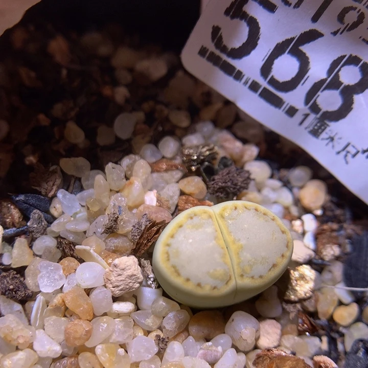 精品生石花819.568