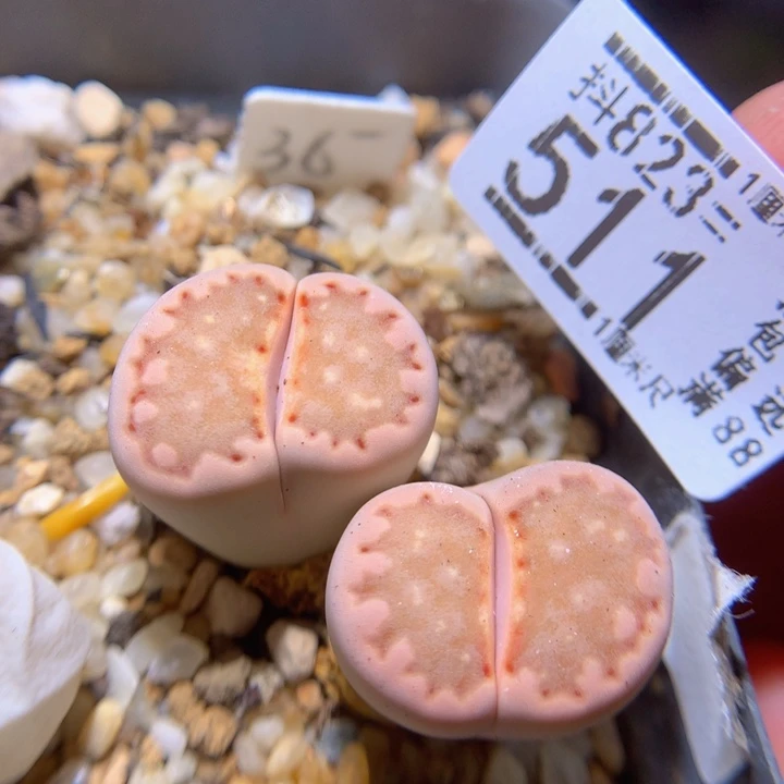 快来拍我呀823.511