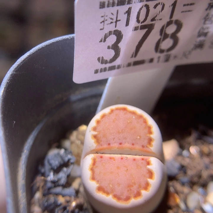 精品生石花1021.378