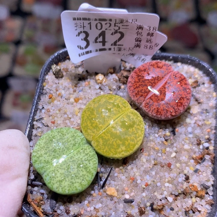 精品生石花1025.342