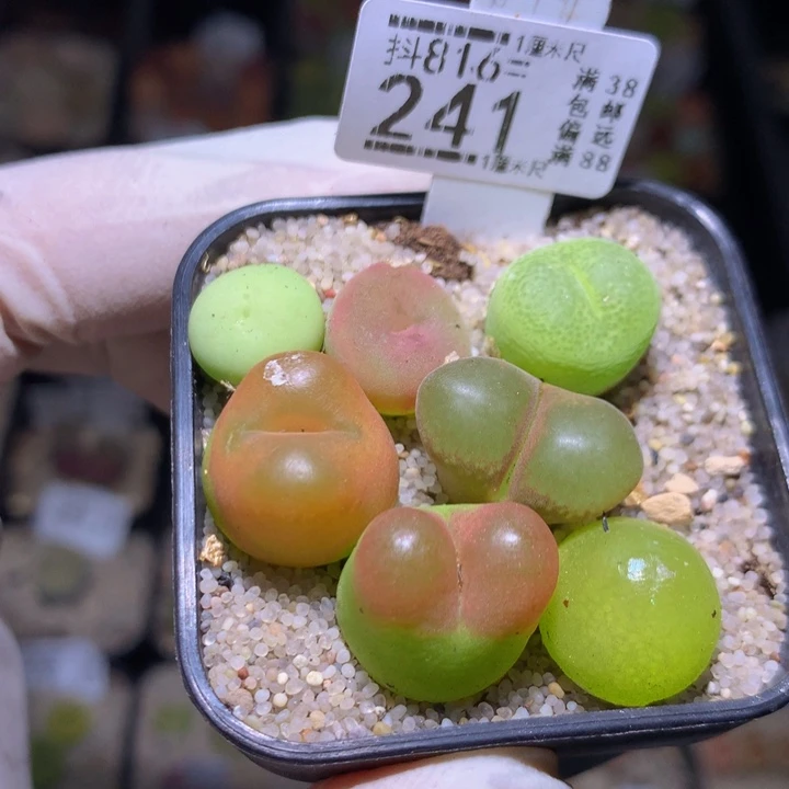 精品生石花816.241
