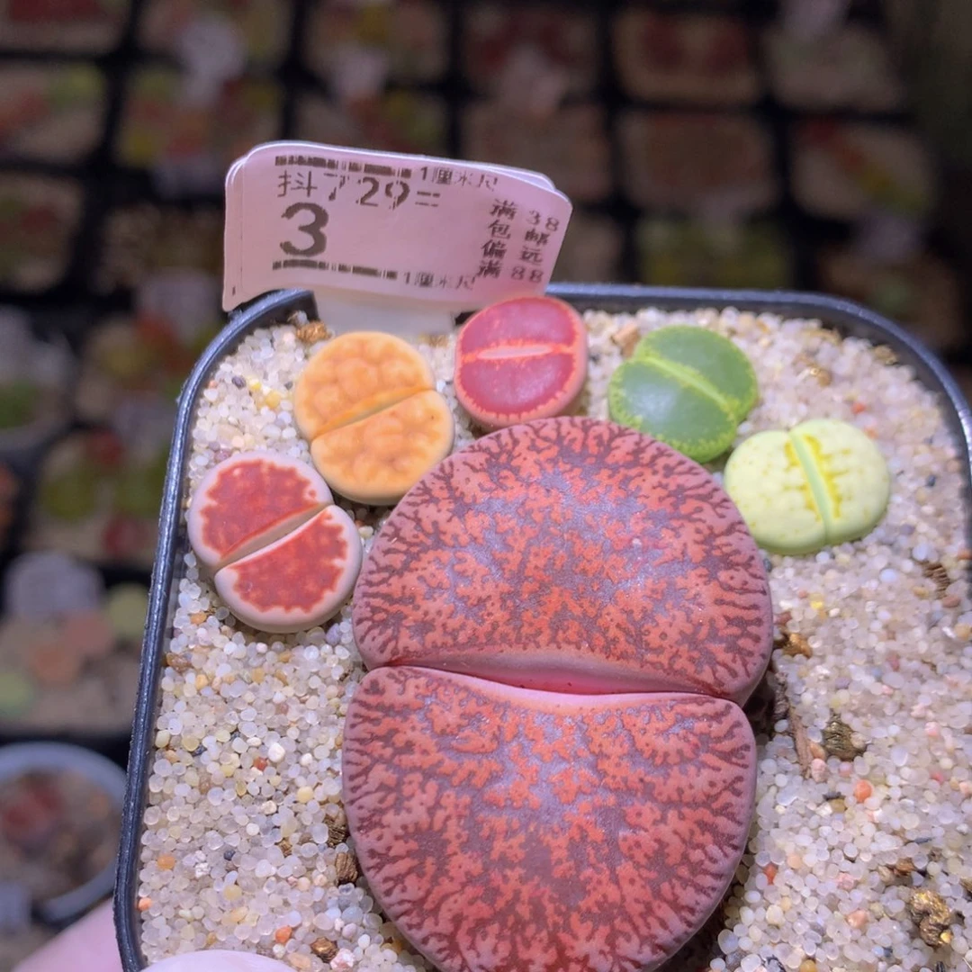 精品生石花多肉729.3