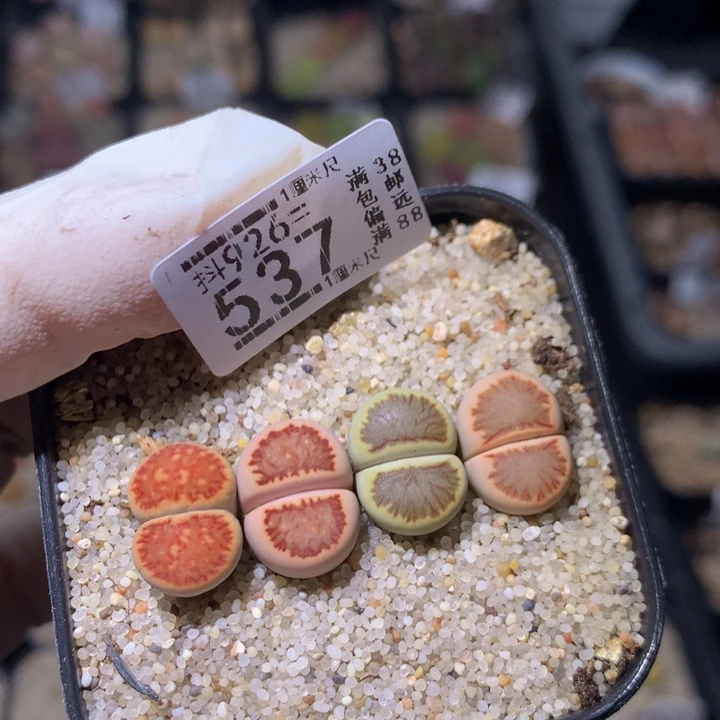 精品生石花926.537