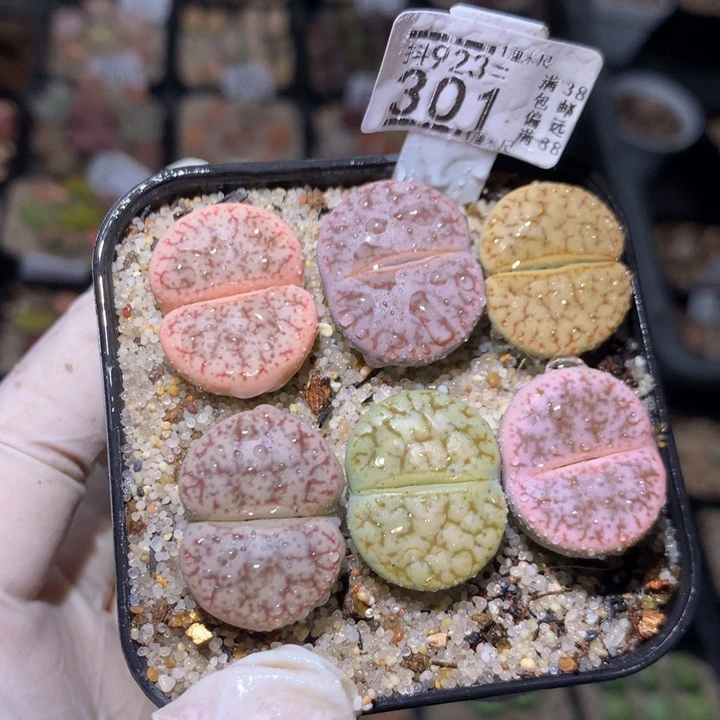 精品生石花927.259