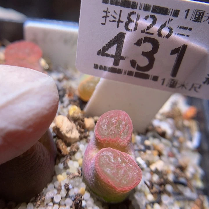 精品生石花826.431磁铁