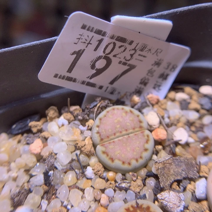 月*精品生石花1023.197