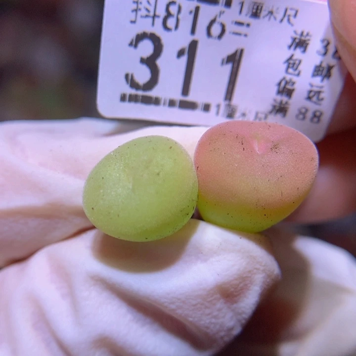 精品生石花816.314