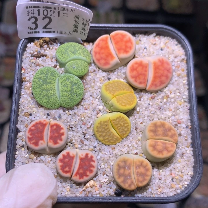 精品生石花1021.32