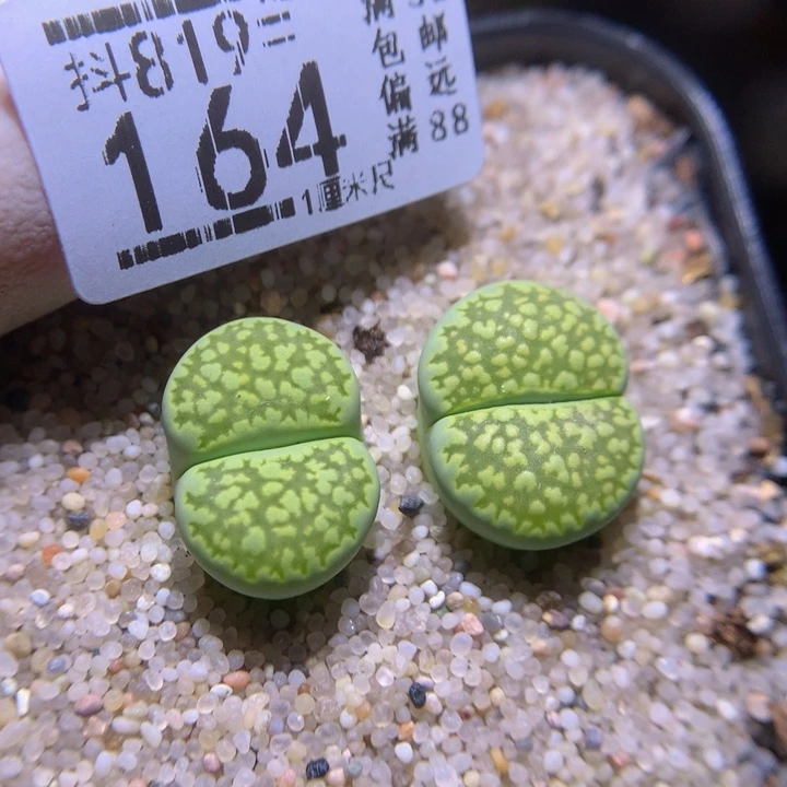 精品生石花819.164