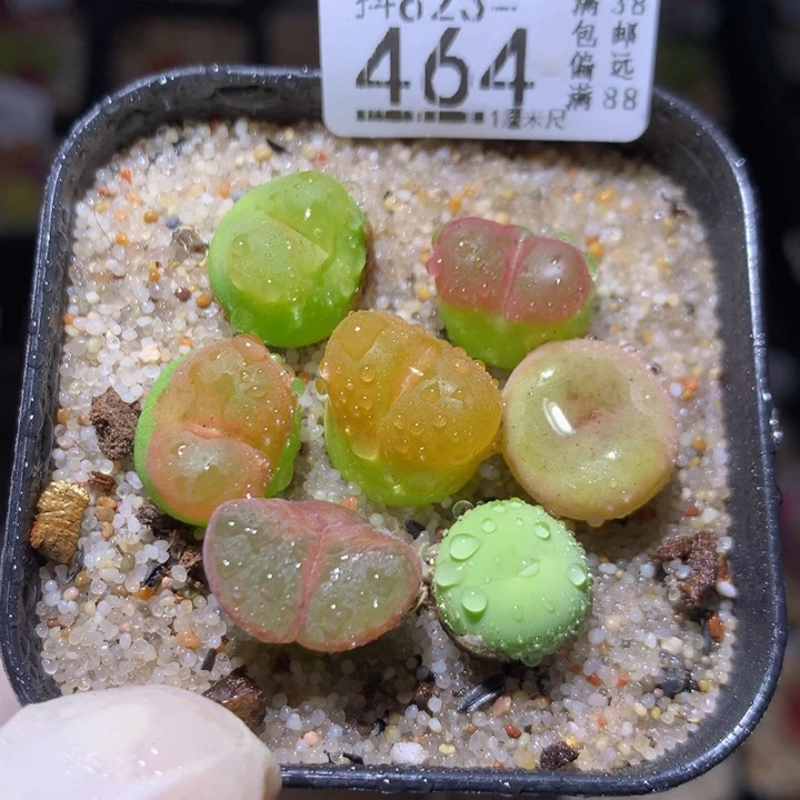美美哒石石花823.464