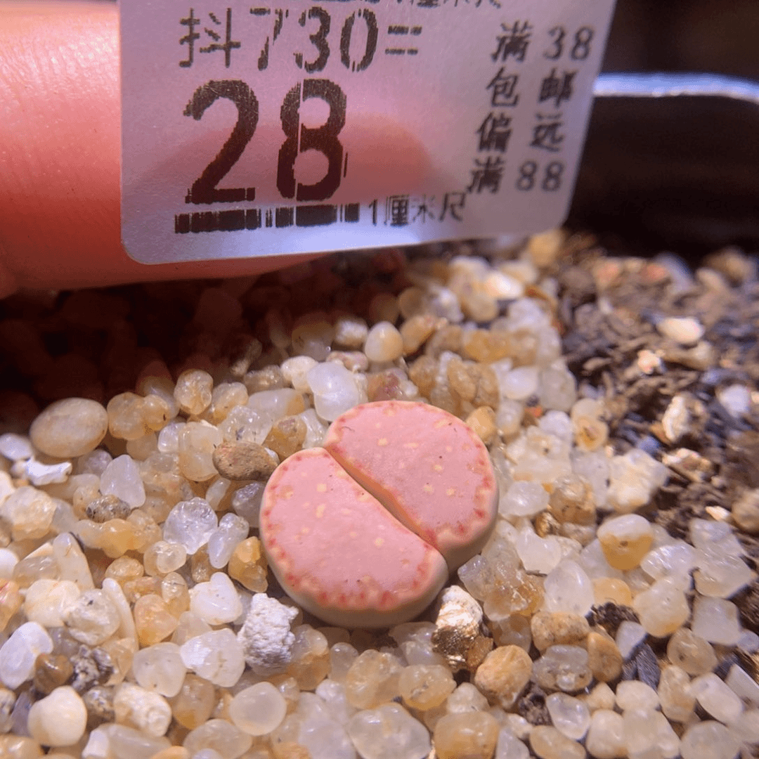 精品生石花730.28