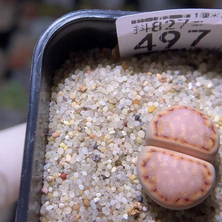 精品生气花827.497