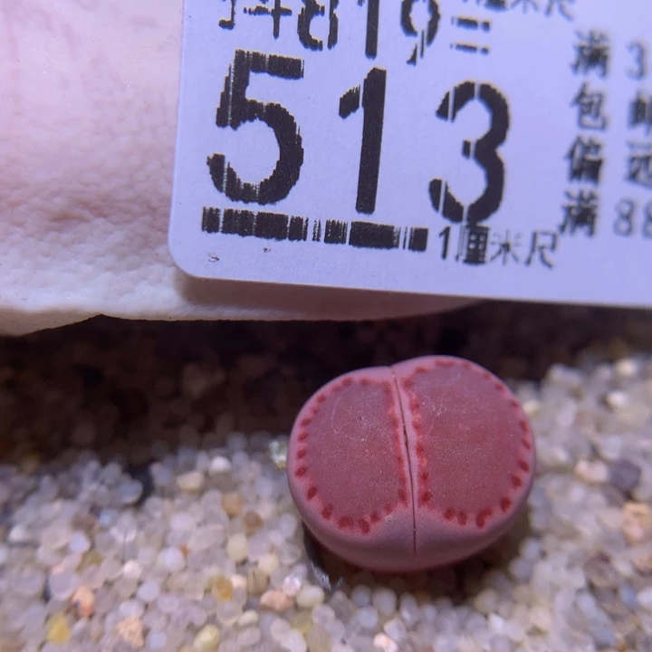 精品生石819.513