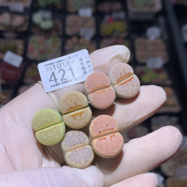 兜****)精品生石花1018.421