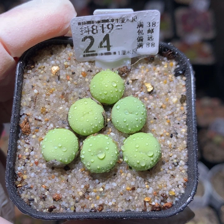 绝绝子生石花819.24