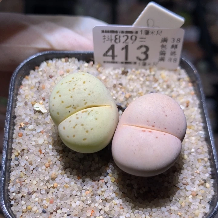小*精品生石花829.413