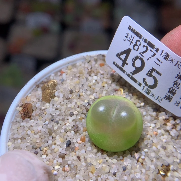 精品生气花827.495