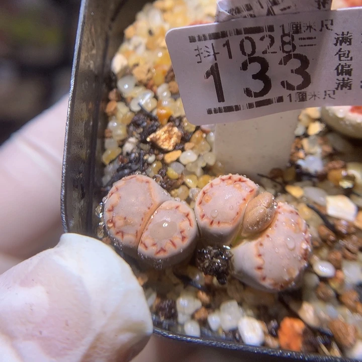 精品生石花1028.133