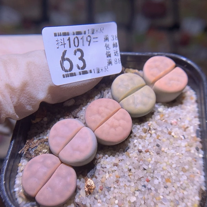 精品生石花1019.63