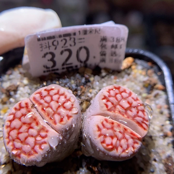 精品生石花923.320