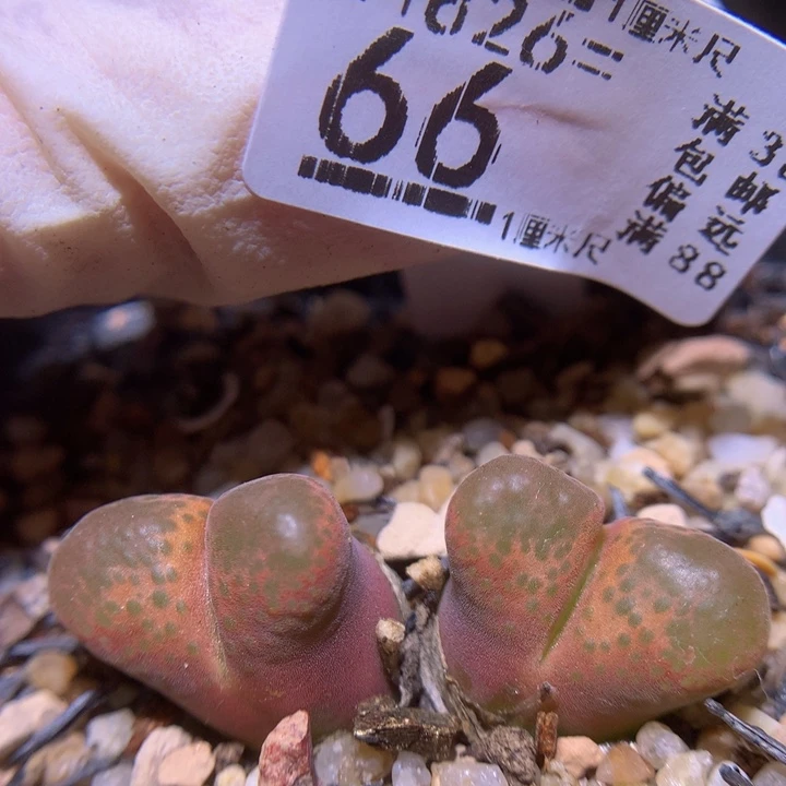 精品生石花826.66