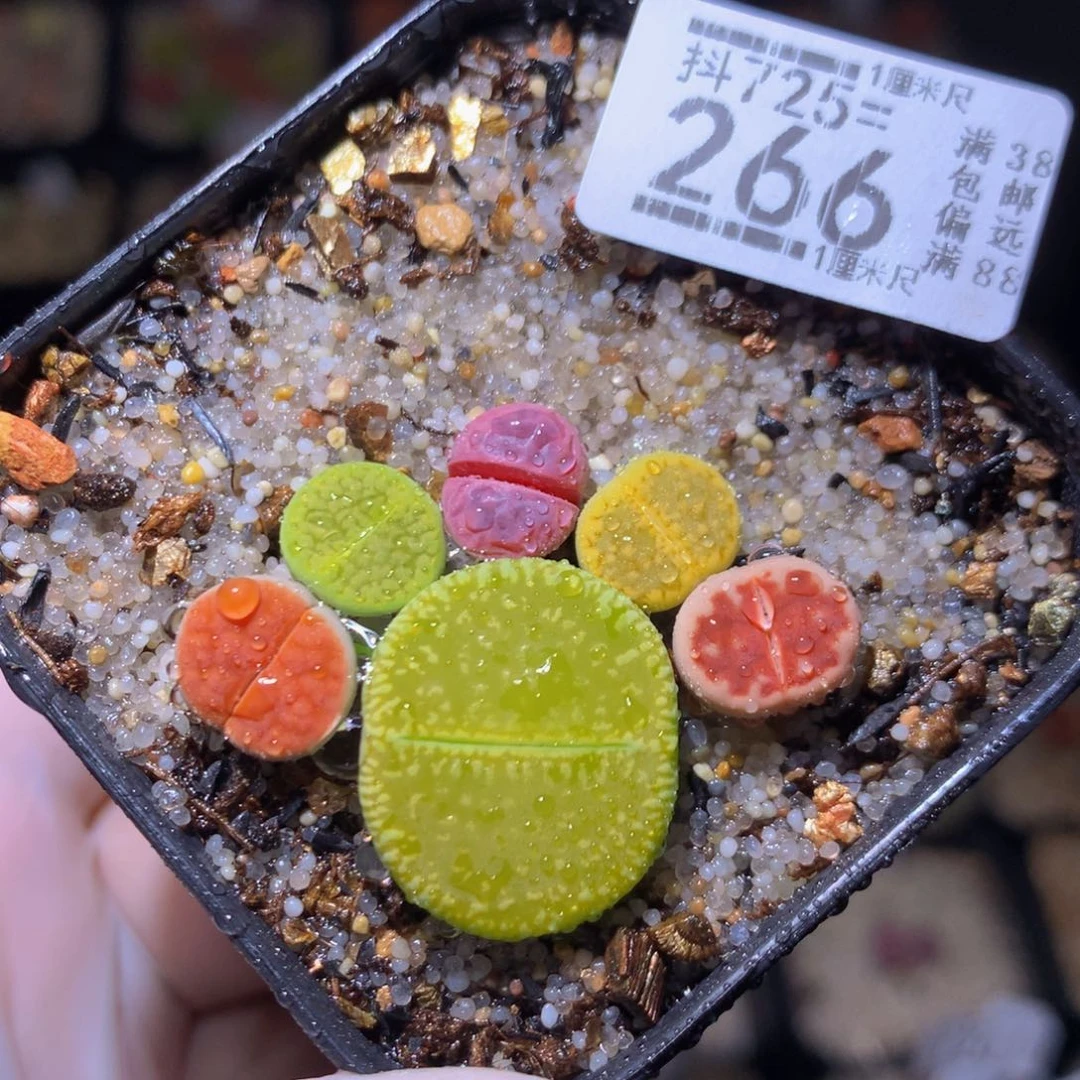 精品生石花725.266