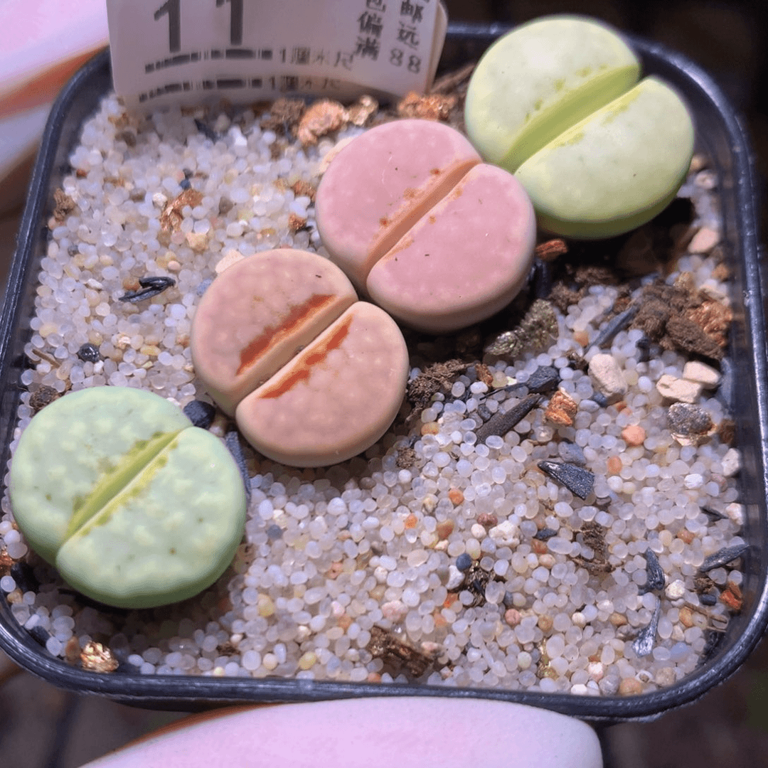 精品生石多肉729.11
