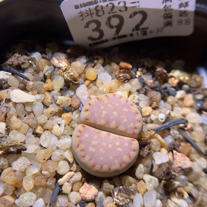 精品后生生花823.392