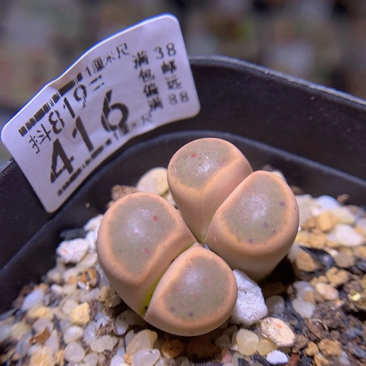 精品生石花819.416