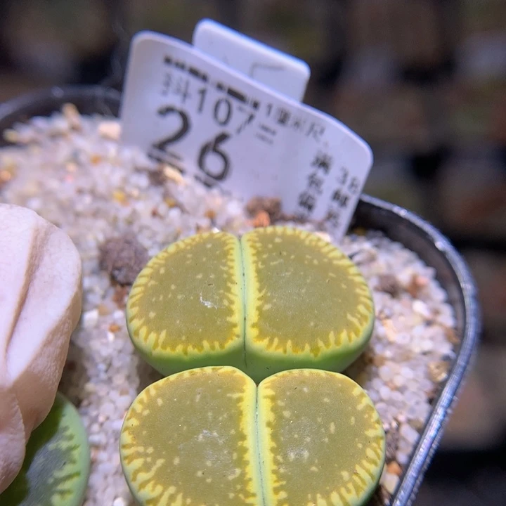 精品生石花107.26