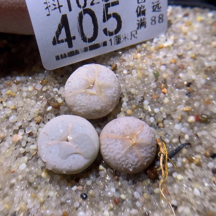 精品生石花1023.405